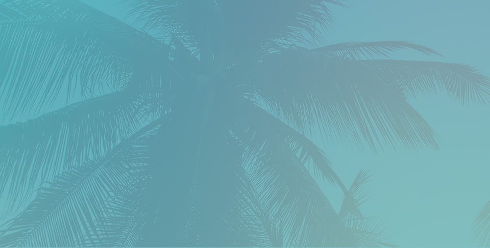 Close up photo of a palm tree