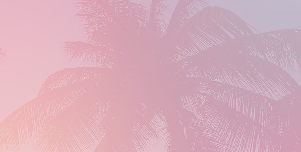 Close up photo of a palm tree
